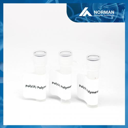 Poly(A) Polymerase